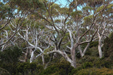 7 Graines Eucalyptus coccifera, Gommier des Neiges, Gommier des neiges tasmanien, Mount Wellington Peppermint