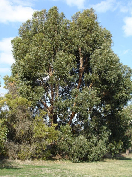 5 Graines Eucalyptus cordata, Eucalyptus d'Australie