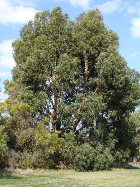 10 Graines Eucalyptus cordata, Eucalyptus d'Australie