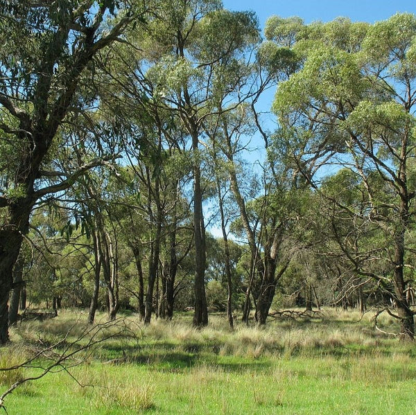 10 Graines Eucalyptus Aggregata, Gommier Noir