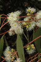 5 Graines Eucalyptus bridgesiana, Gomme de pomme, Boite de Pomme, Gommier des Bridges