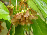 7 Graines Acer buergerianum, Érable trident, Érable de Bürger, Érable trifide