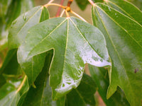 10 Graines d'Érable trident, Acer buergerianum, Érable de Bürger, Érable trifide