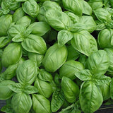 30 Graines de Basilic Genovese,  Ocimum basilicum