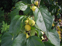 3 Graines Malus baccata, Pommier microcarpe de Sibérie, Pommier de Sibérie