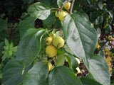 5 Graines Malus baccata, Pommier microcarpe de Sibérie, Pommier de Sibérie