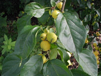 10 Graines Malus baccata, Pommier microcarpe de Sibérie, Pommier de Sibérie