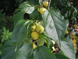 10 Graines Malus baccata, Pommier microcarpe de Sibérie, Pommier de Sibérie