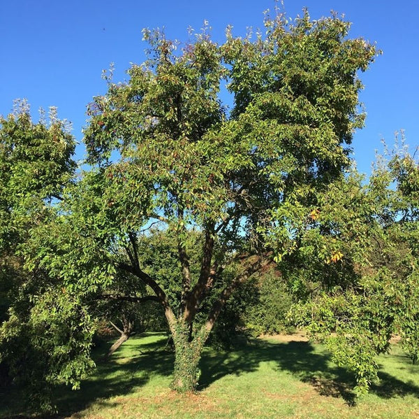 5 Graines Malus baccata, Pommier microcarpe de Sibérie, Pommier de Sibérie