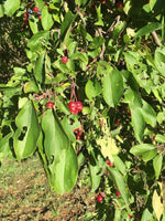 3 Graines Malus baccata, Pommier microcarpe de Sibérie, Pommier de Sibérie