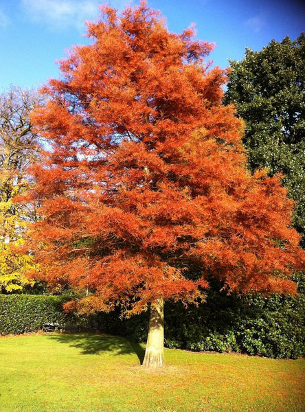 10 Graines Metasequoia glyptostroboides, Sapin d'eau