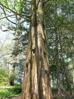 7 Graines Metasequoia glyptostroboides, Sapin d'eau