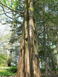 5 Graines Metasequoia glyptostroboides, Sapin d'eau