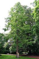 7 Graines Metasequoia glyptostroboides, Sapin d'eau