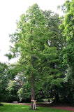 10 Graines Metasequoia glyptostroboides, Sapin d'eau