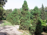 20 Graines de Genévrier de Chine, Juniperus chinensis