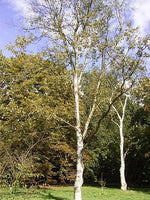 10 Graines Betula platyphylla, bouleau de Mandchourie, bouleau blanc japonais, bouleau argenté de Sibérie