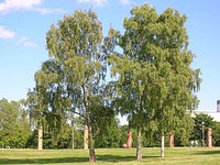 5 Graines de Bouleau verruqueux, Betula Pendula, Bouleau blanc, Bouleau d'Europe