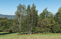 3 Graines de Bouleau verruqueux, Betula Pendula, Bouleau blanc, Bouleau d'Europe