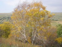 10 Graines de Bouleau verruqueux, Betula Pendula, Bouleau blanc, Bouleau d'Europe