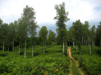 5 Graines de Bouleau verruqueux, Betula Pendula, Bouleau blanc, Bouleau d'Europe