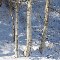 5 Graines de Bouleau verruqueux, Betula Pendula, Bouleau blanc, Bouleau d'Europe