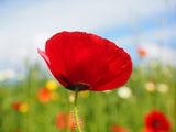 Graines Coquelicot Sauvage Pavot Rouge Fleur Coquelicot des Champs Papaver Rhoeas Papaveraceae Pavot-Coq Poinceau Ponceau