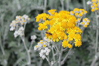 30 Graines d'Absinthe Artemisia absinthium Armoise Plante Vivace aux Fleurs Jaunes