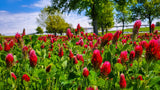 60 Graines Trèfles Rouge Incarnat Trifolium incarnatum Trèfle Farouche Trèfle du Roussillon