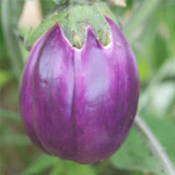 30 Graines Aubergines Violetta Di Firenze Aubergine Violette de Florence