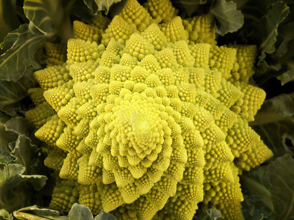 Graines de Chou Fleur Romanesco Brassica oleracea Brocoli à Pomme