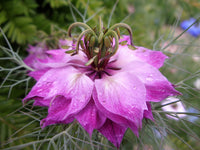 Graines de Nigelle de Damas aux Fleurs Mauve Rose Nigella Damascena Cheveux de Vénus Barbe de Capucin, Diable dans le buisson