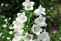 Graines Campanule Carrillon à Fleurs Blanches Campanula medium