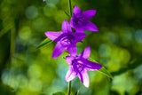 Graines de Campanule Gantelée Campanula Trachelium Fleurs Violettes Ortie Bleue Plante Vivace Campanule à feuilles d'ortie