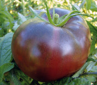 RARE 30 Graines de Tomate Noire de Russie Solanum lycopersicum