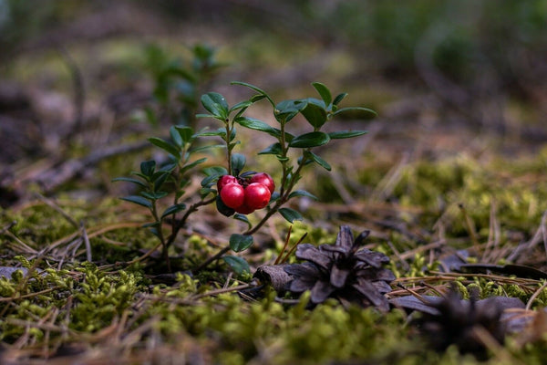 10 Graines de Canneberge American Cranberry Vaccinium Macrocarpon