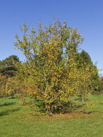 Rare 100 Graines de Pommier Sauvage, Malus Sieversii, Pommier du Kazakhstan