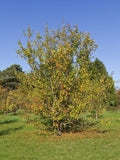 Rare 80 Graines de Pommier Sauvage, Malus Sieversii, Pommier du Kazakhstan