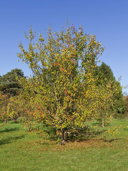 Rare 20 Graines de Pommier Sauvage, Malus Sieversii, Pommier du Kazakhstan