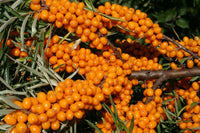 5 Graines d' Argousier Hippophae Rhamnoides Sea Buckthorn