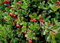 5 Graines de Raisins d'Ours Arctostaphylos uva-ursi Busserole