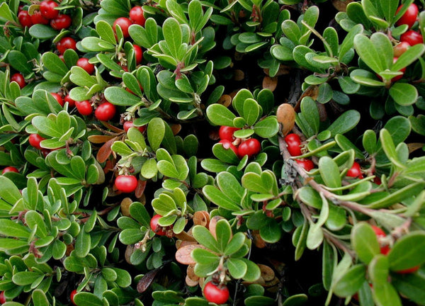 10 Graines de Raisins d'Ours Arctostaphylos uva-ursi Busserole