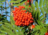 3 Graines de Sorbier des Oiseleurs Sorbier des Oiseaux Sorbus Aucuparia