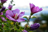 20 Graines Hibiscus syriacus Fleurs Violettes Hybiscus de Syrie Ketmie Althéa Arbuste Vivace