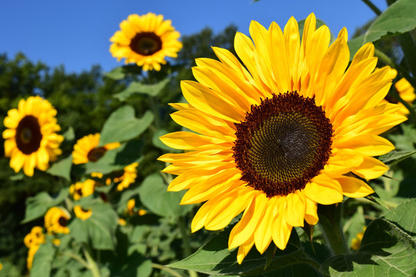 Graines de Tournesol en Vrac Hélianthe Soleil Helianthus annuus Semences Non Traitées