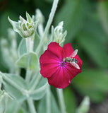 20 Graines de Coquelourde à Fleurs Rouges Silene coronaria Lychnis coronaria Agrostemma coronaria Coronaria coriacea