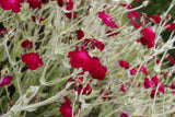 20 Graines de Coquelourde à Fleurs Rouges Silene coronaria Lychnis coronaria Agrostemma coronaria Coronaria coriacea