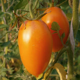 Graines de Tomates en Mélange Solanum lycopersicum (Orange Banana, Ananas, Rose de Bernes)