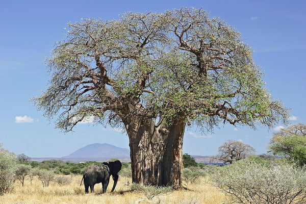 Rare, 2 Graines de Baobab Africain, Adansonia Digitata