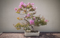 Graines Lilas des Indes, Lagerstroemia indica, Lilas d'été, Lilas d'Inde, Myrte de crêpe, idéal Bonsaï